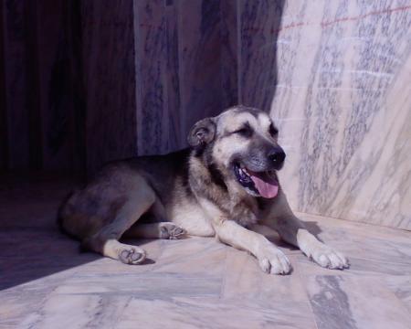 REX